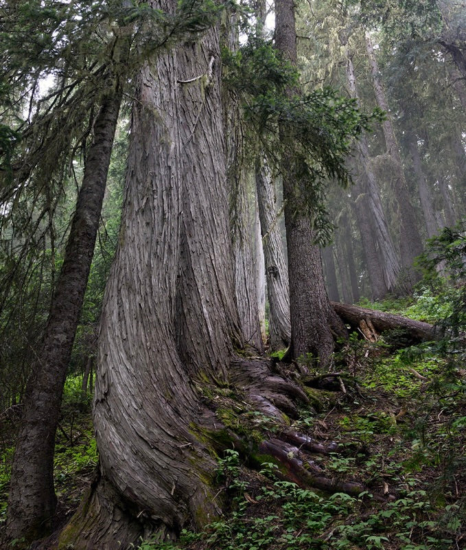 Callitropsis nootkatensis gran árbol antiguo con corteza texturizada en bosque denso