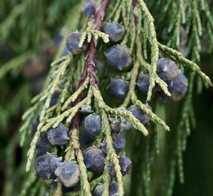 Rami sempreverdi di Callitropsis nootkatensis con coni seminali blu e foglie squamiformi