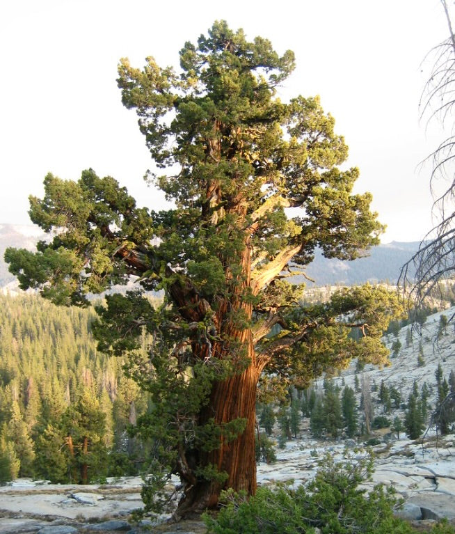 Calocedrus decurrens alto sempreverde conifera con corteccia strutturata e fogliame denso
