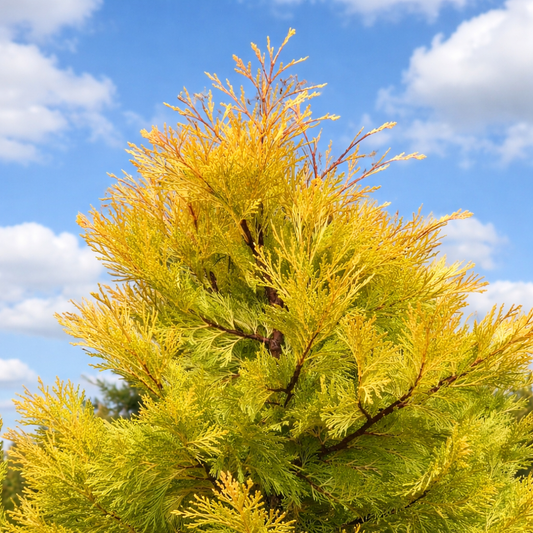 คาลอเซดรัส เดเคอเรนส์ cv เบอร์ริมา โกลด์ ไม้สนที่มีใบสีทองเหลืองและกิ่งก้านหนาแน่น