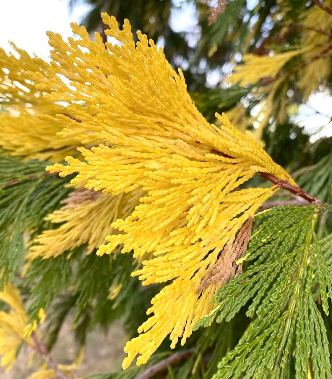 ภาพโคลเซดรัส เดคูเรนส์ ใบไม้ลายสีเหลืองสดบนกิ่งไม้ที่เขียวตลอดปี