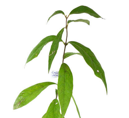 Calycanthus praecox schlanke grüne Blätter mit glatter Textur und länglicher Form