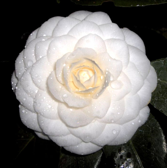 Camelia japonica cv "Purity"