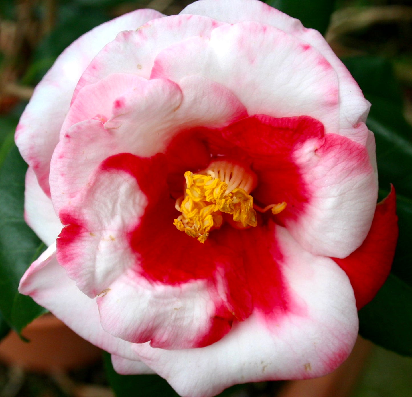 Camellia japonica cv ADOLPHE AUDUSSON variegated