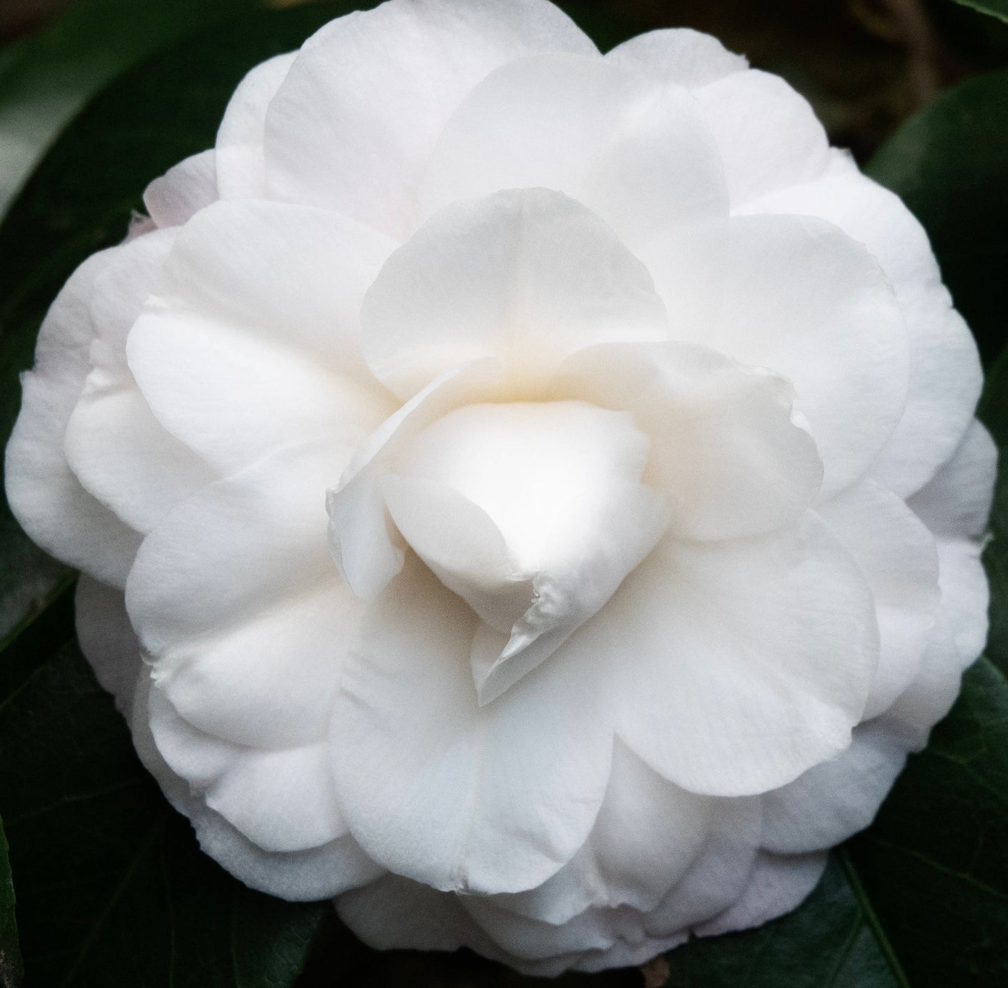 Camellia japonica cv PAOLINA MAGGI 60-80cm