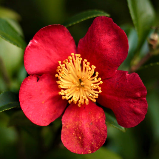 Camellia sasanqua cv YULITIDE