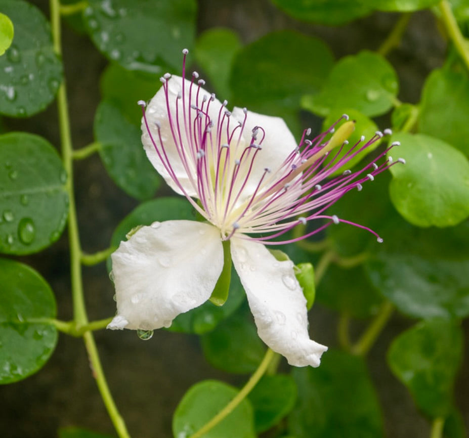 Fiore bianco di Capparis spinosa var. inermis con grandi petali e lunghi stami viola, circondato da foglie verdi rotonde coperte di gocce d'acqua.