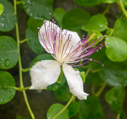Capparis spinosa var. inermis white flower with long purple stamens and green rounded leaves