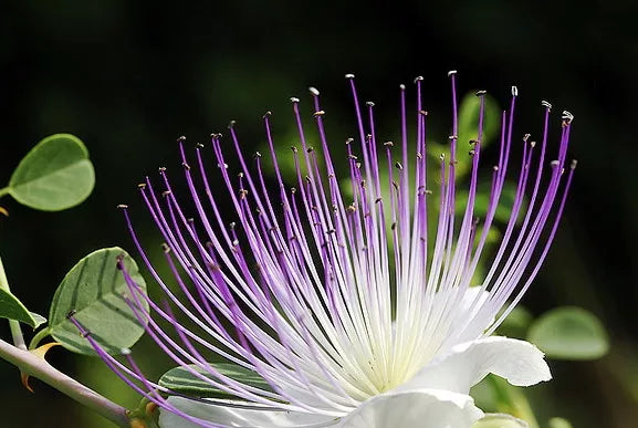 Capparis spinosa 'Cappero Napoletano' SEEDS