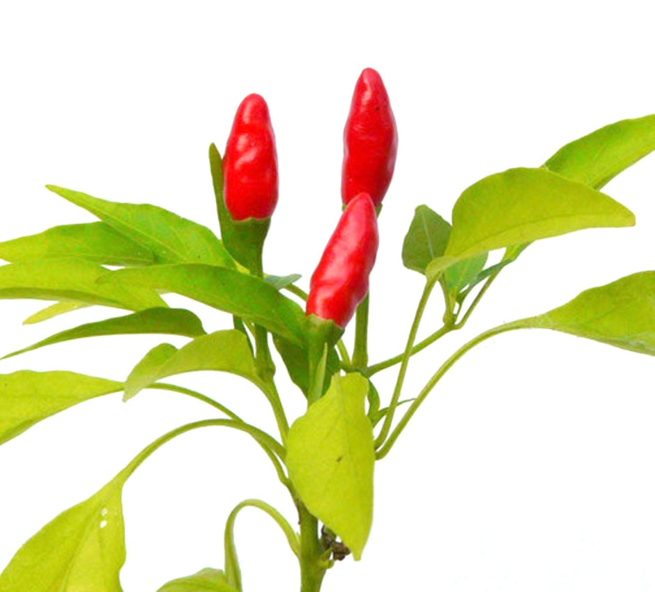 Collezione semi di peperone | Botanical Archive | Acquista Ora