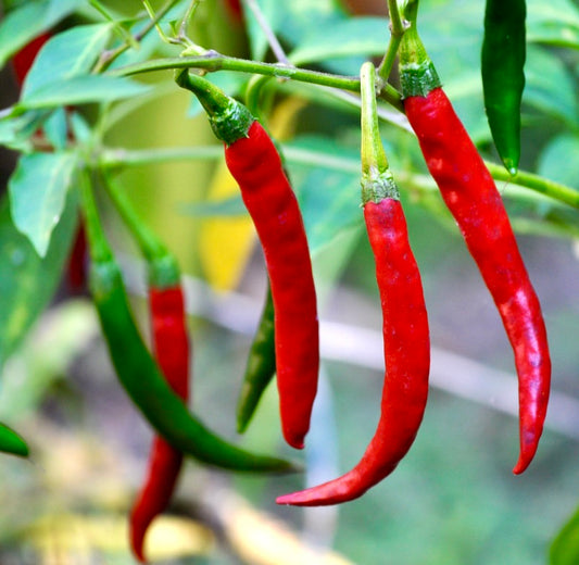 Capsicum annuum var. acuminatum 'Cayenne Pepper' SEEDS