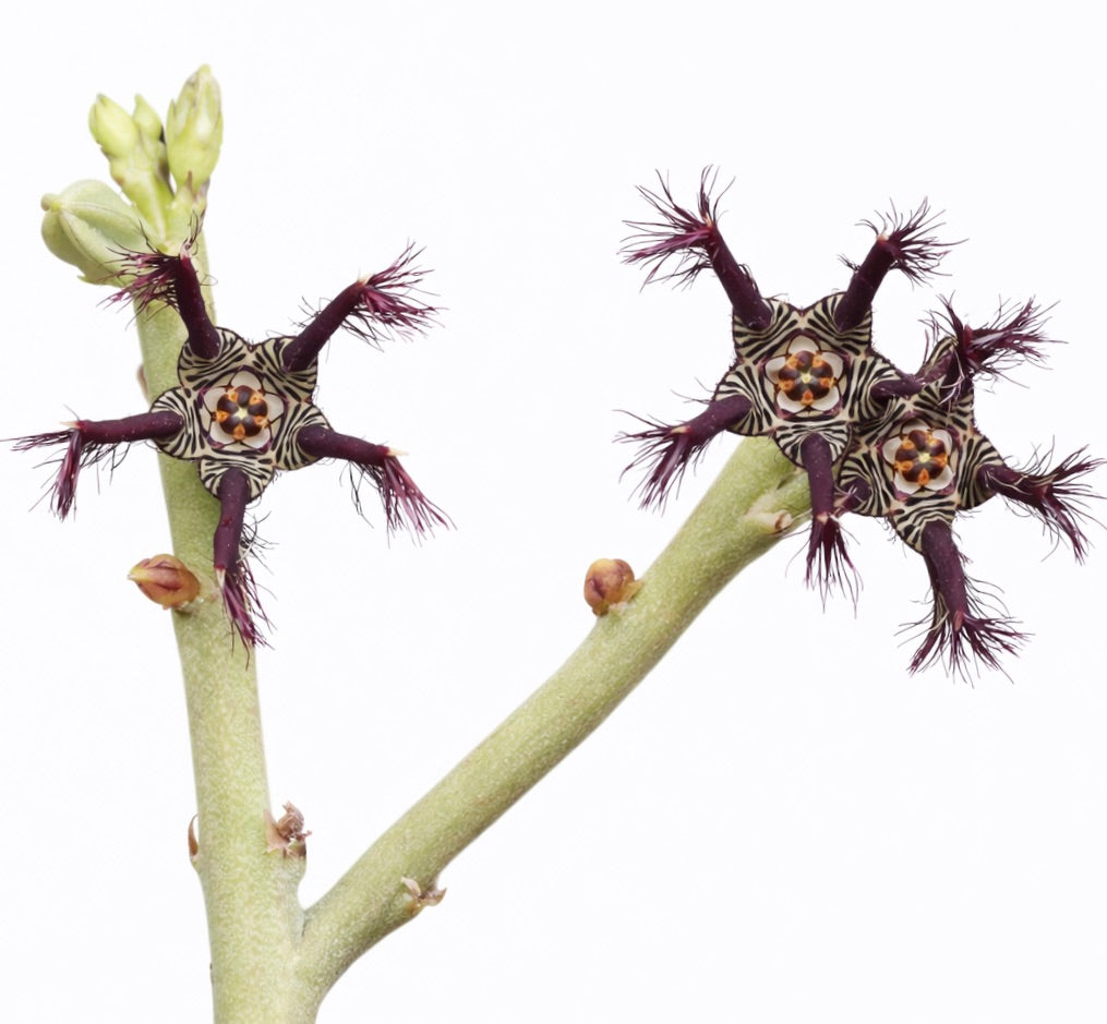 Caralluma adscendens var. fimbriata sjelden sukkulent med stjerneformede lilla og stripete blomster