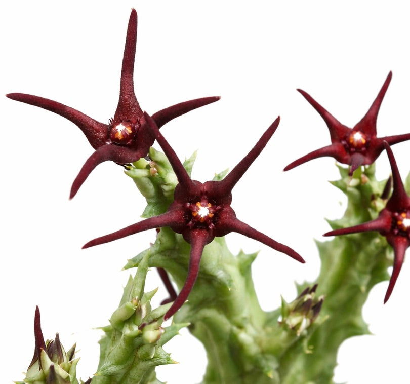 Caralluma baldratii succulent avec des fleurs étoilées rouge foncé et des tiges vertes épineuses