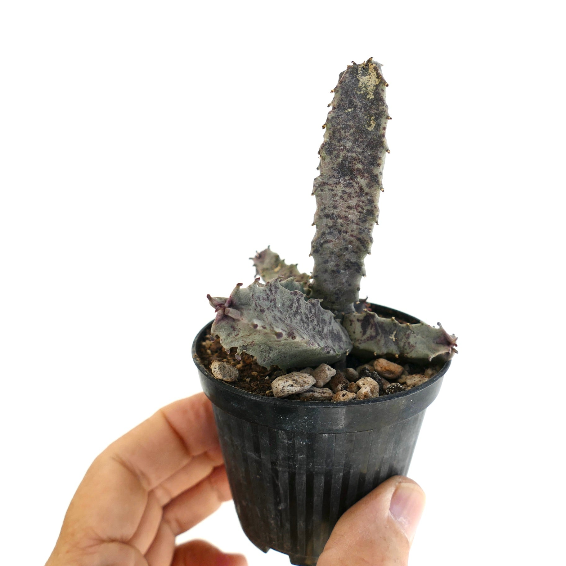 Caralluma burchardii succulent with elongated gray-green stems and purple speckles in black pot