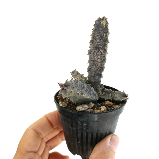 Caralluma burchardii succulent with elongated gray-green stems and purple speckles in black pot