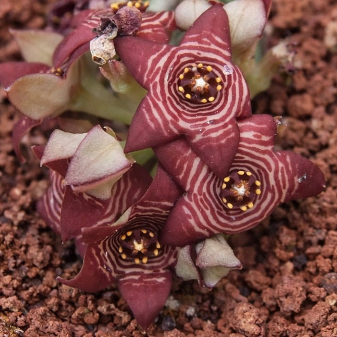 Caralluma europaea var. europaea