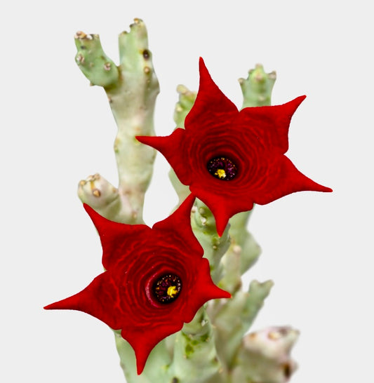 Caralluma socotrana SEEDS