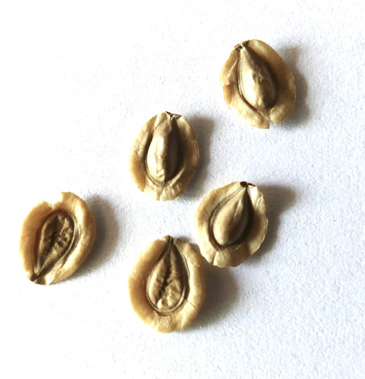 Sementes de Caralluma socotrana em close-up sobre fundo branco para propagação de suculentas