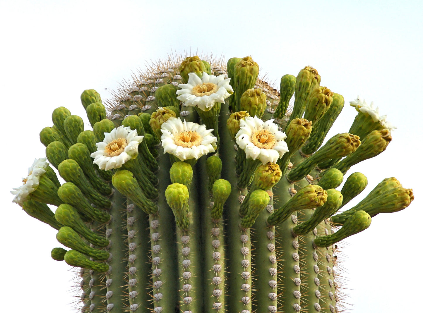 Carnegia gigantea SEEDS