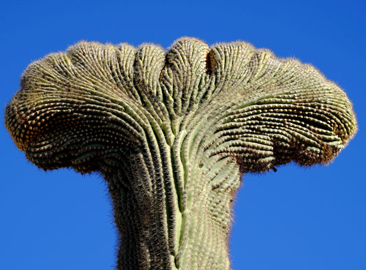 Carnegia gigantea SEEDS