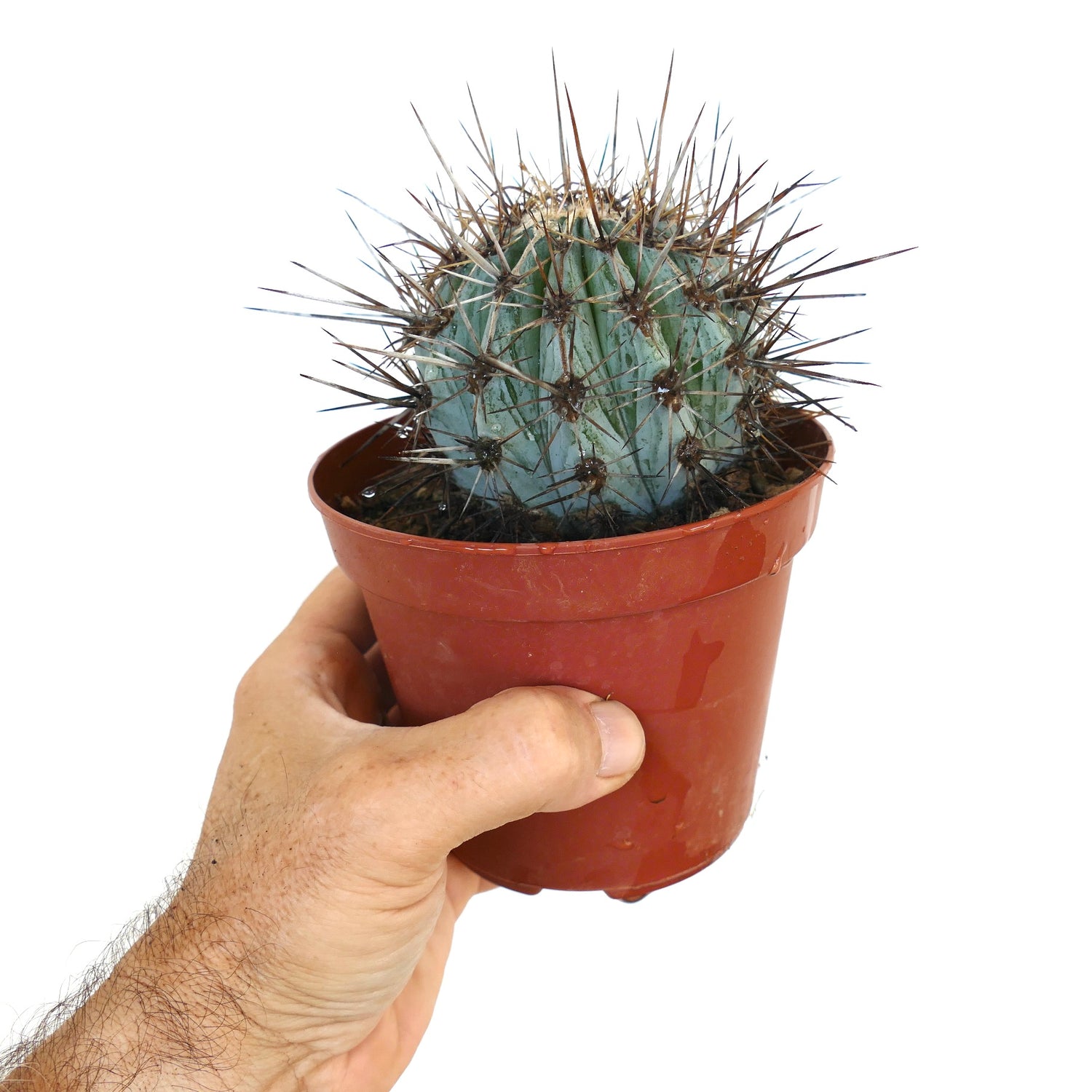Giovane cactus Carnegiea gigantea in vaso di plastica, con corpo scanalato verde-bluastro e lunghe spine scure.