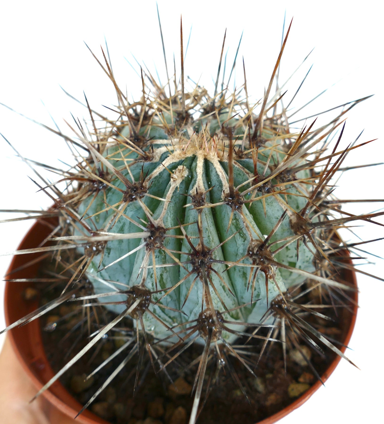 Top view of Carnegiea gigantea highlighting its thick ribs, woolly crown, and radiating black spines.
