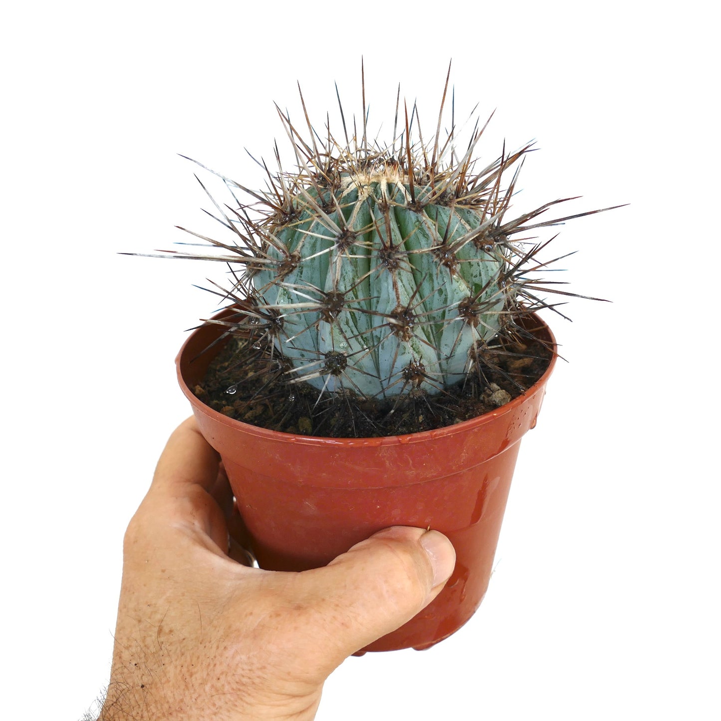 Side view of Carnegiea gigantea in pot, with its upright bluish stem and dense clusters of long, sharp spines.