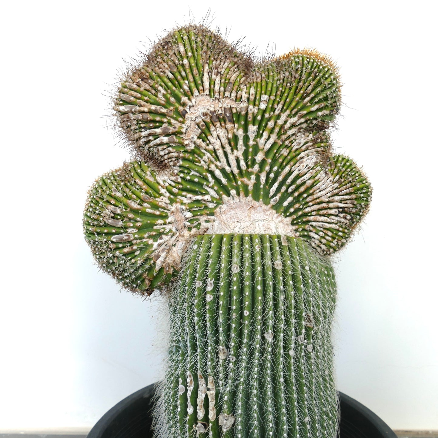 Carnegiea polylopha crested saguaro rare cactus with fan-shaped, ribbed green stem and white spines