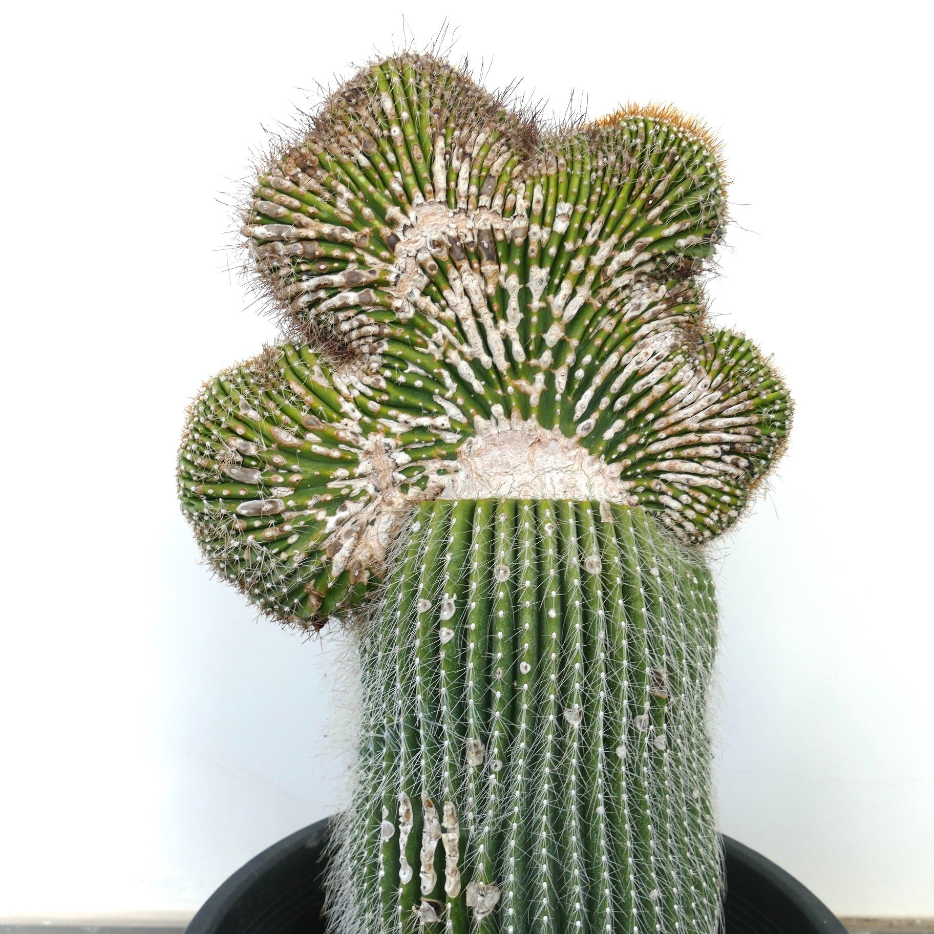 Carnegiea polylopha crested saguaro rare cactus with fan-shaped, ribbed green stem and white spines