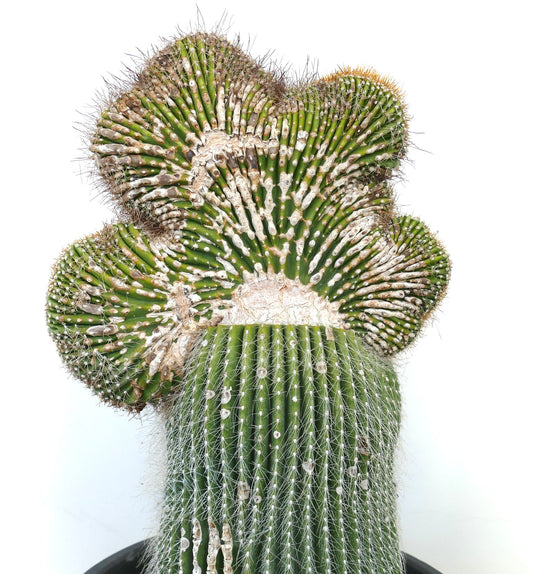 Carnegiea polylopha rare crested cactus with ribbed green stems and white spines