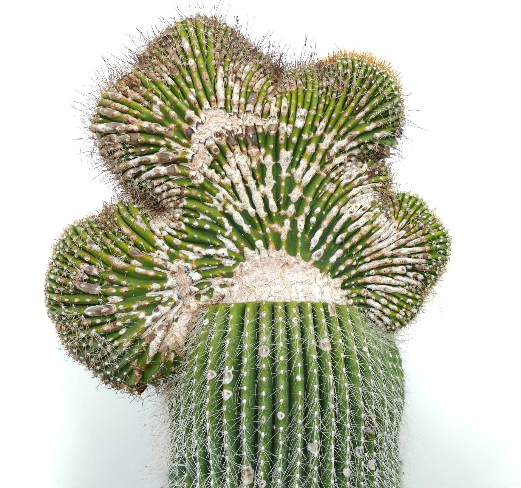 Carnegiea polylopha rare crested cactus with textured green ridges and white spines