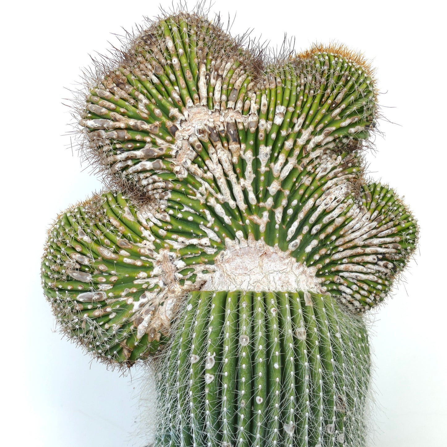 Carnegiea polylopha rare crested cactus with textured green ridges and white areoles