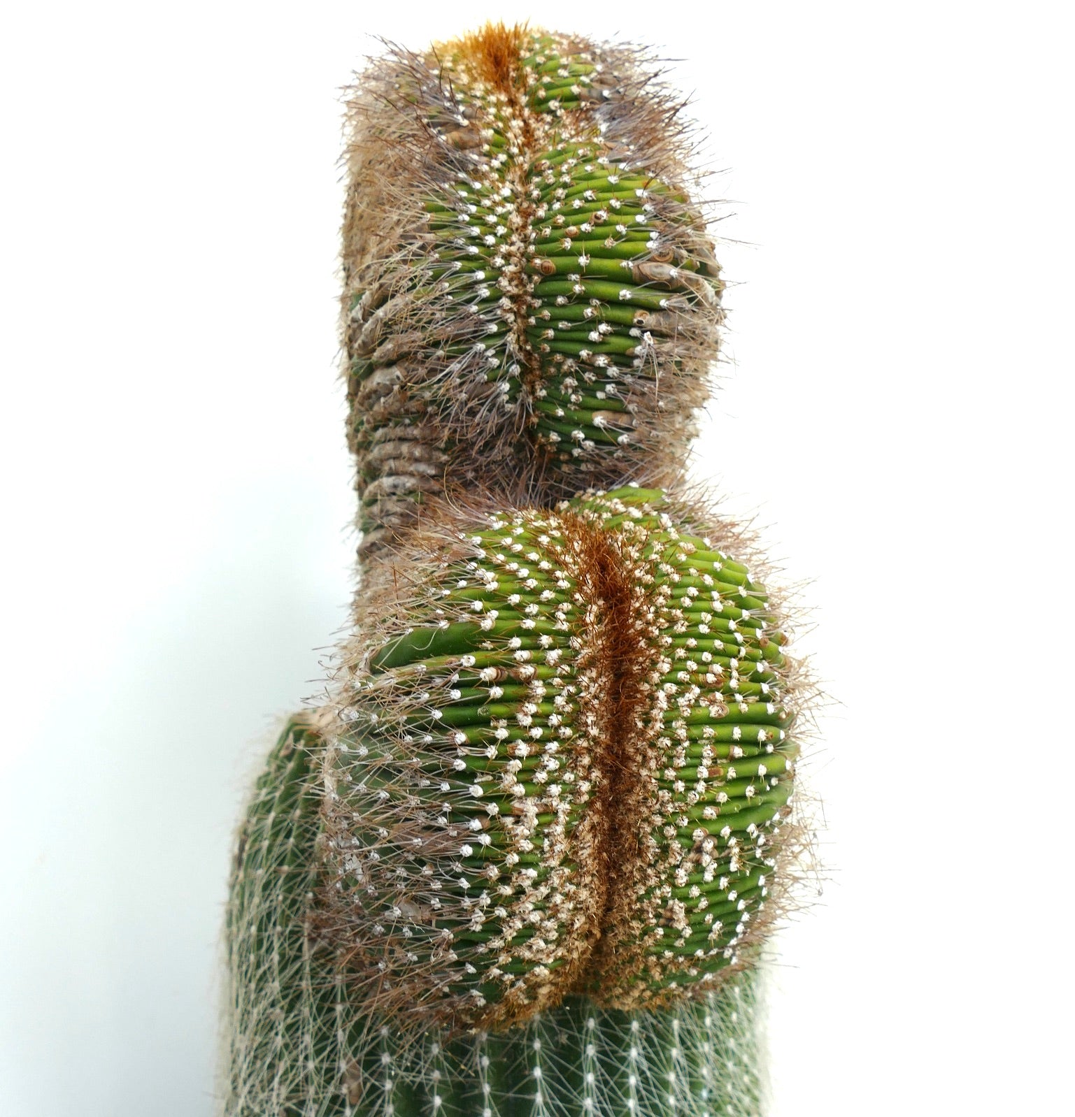 Carnegiea polylopha rare crested cactus with dense brown spines and ribbed green stems