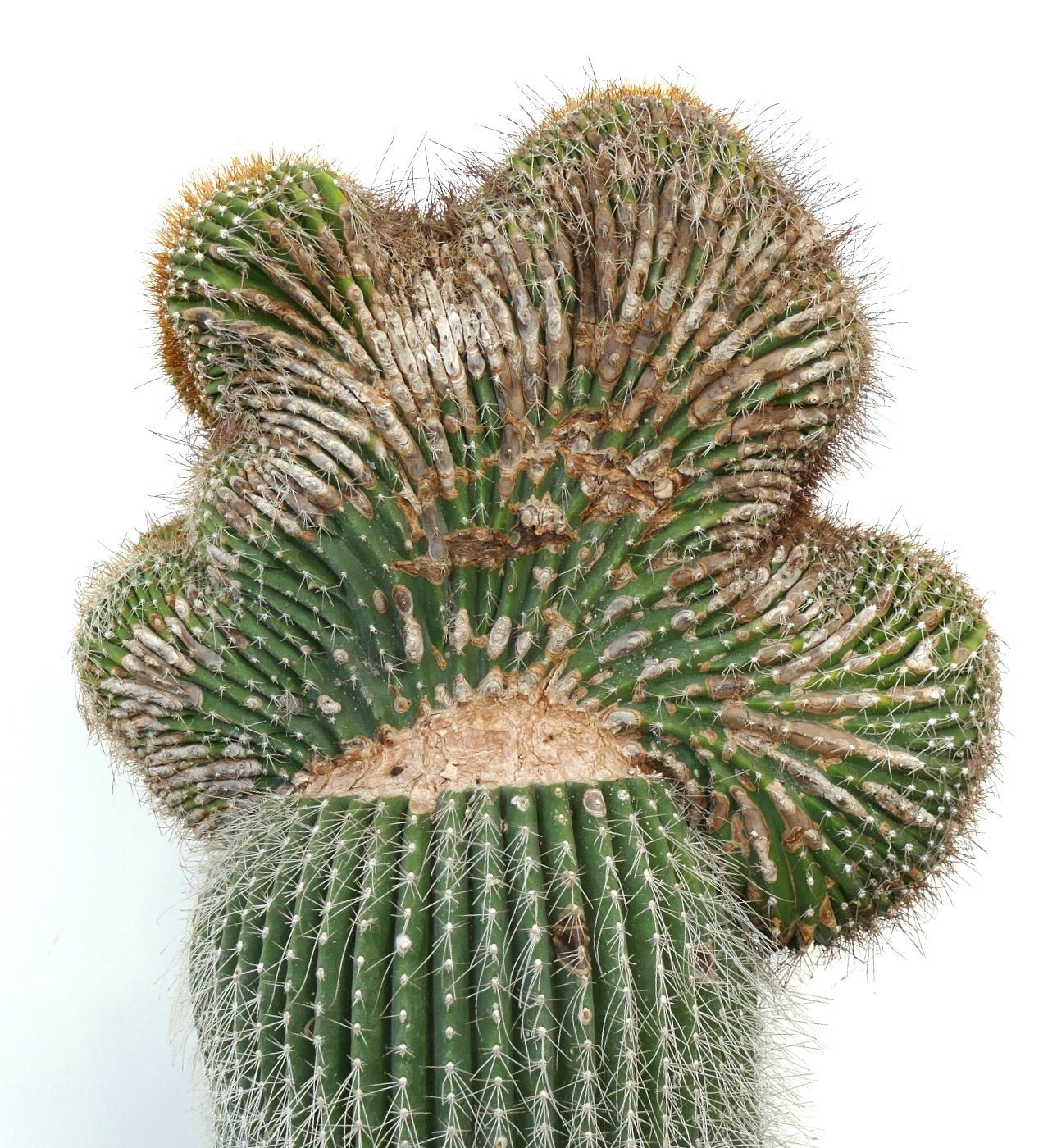 Carnegiea polylopha crested cactus with unique fan-shaped growth and dense spines