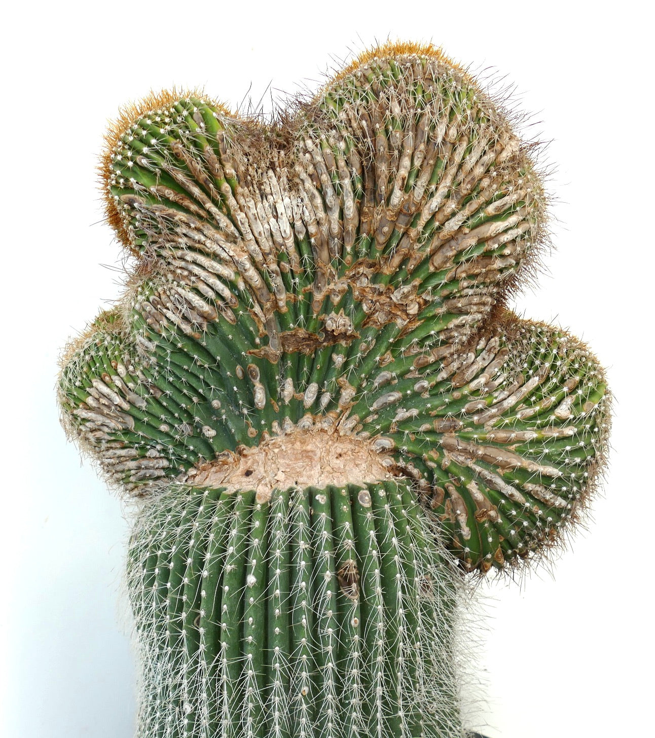 Carnegiea polylopha crested cactus with dense white spines and unique fan-shaped growth