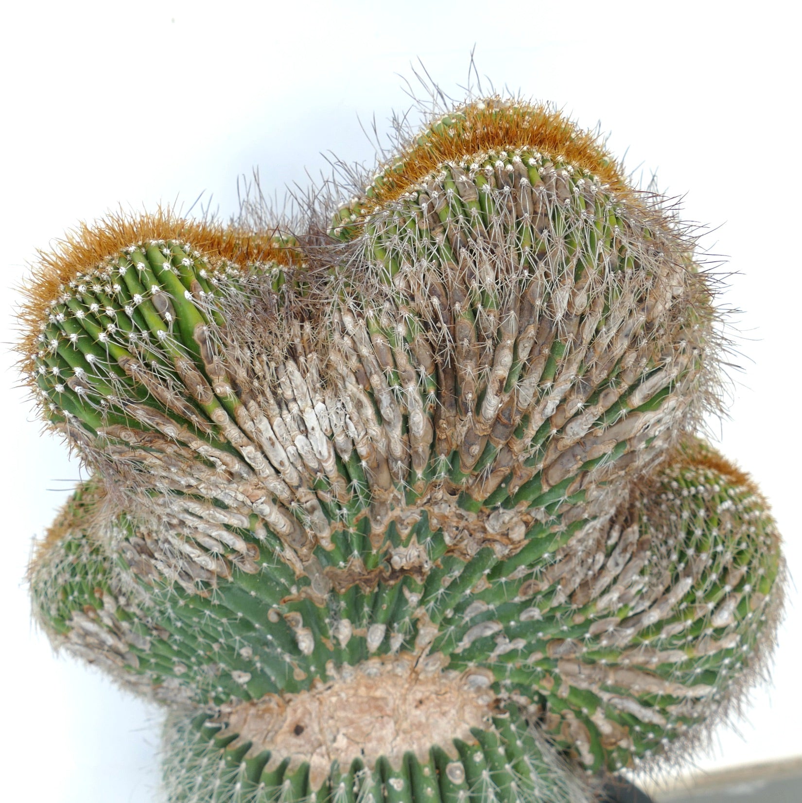 Carnegiea polylopha crested cactus with unique fan-shaped growth and dense spines
