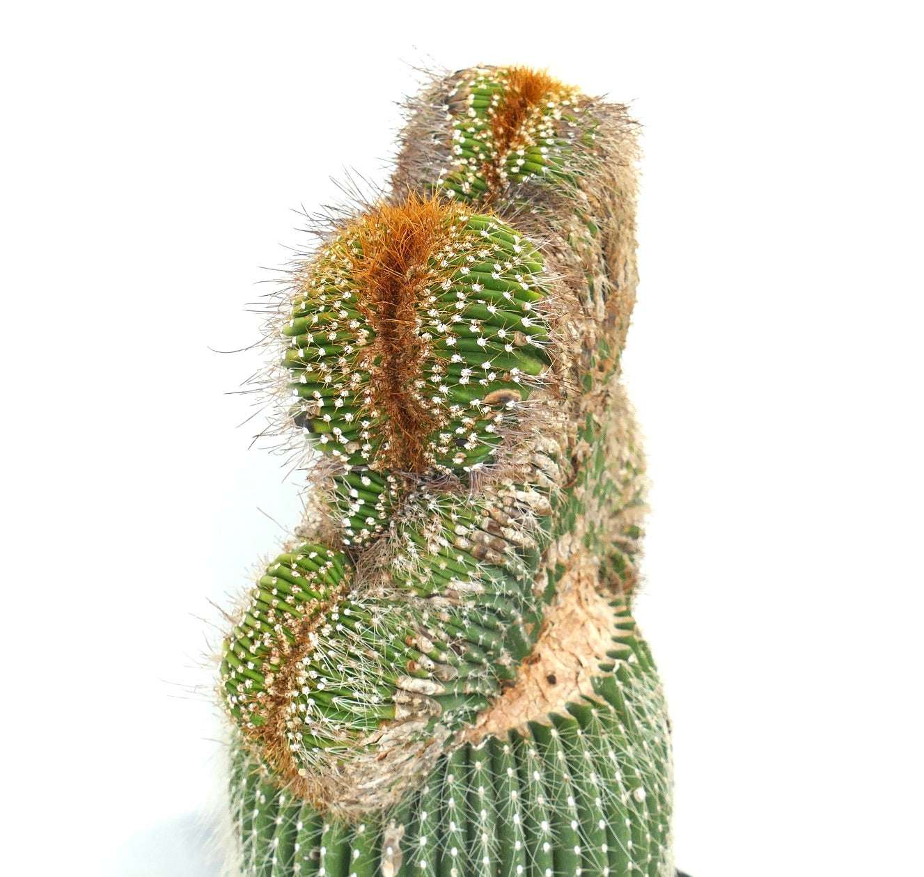 Carnegiea polylopha rare crested cactus with dense golden spines and ribbed green stems