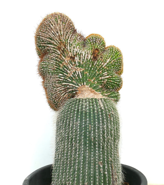 Carnegiea polylopha crested saguaro cactus with unique fan-shaped growth and dense spines