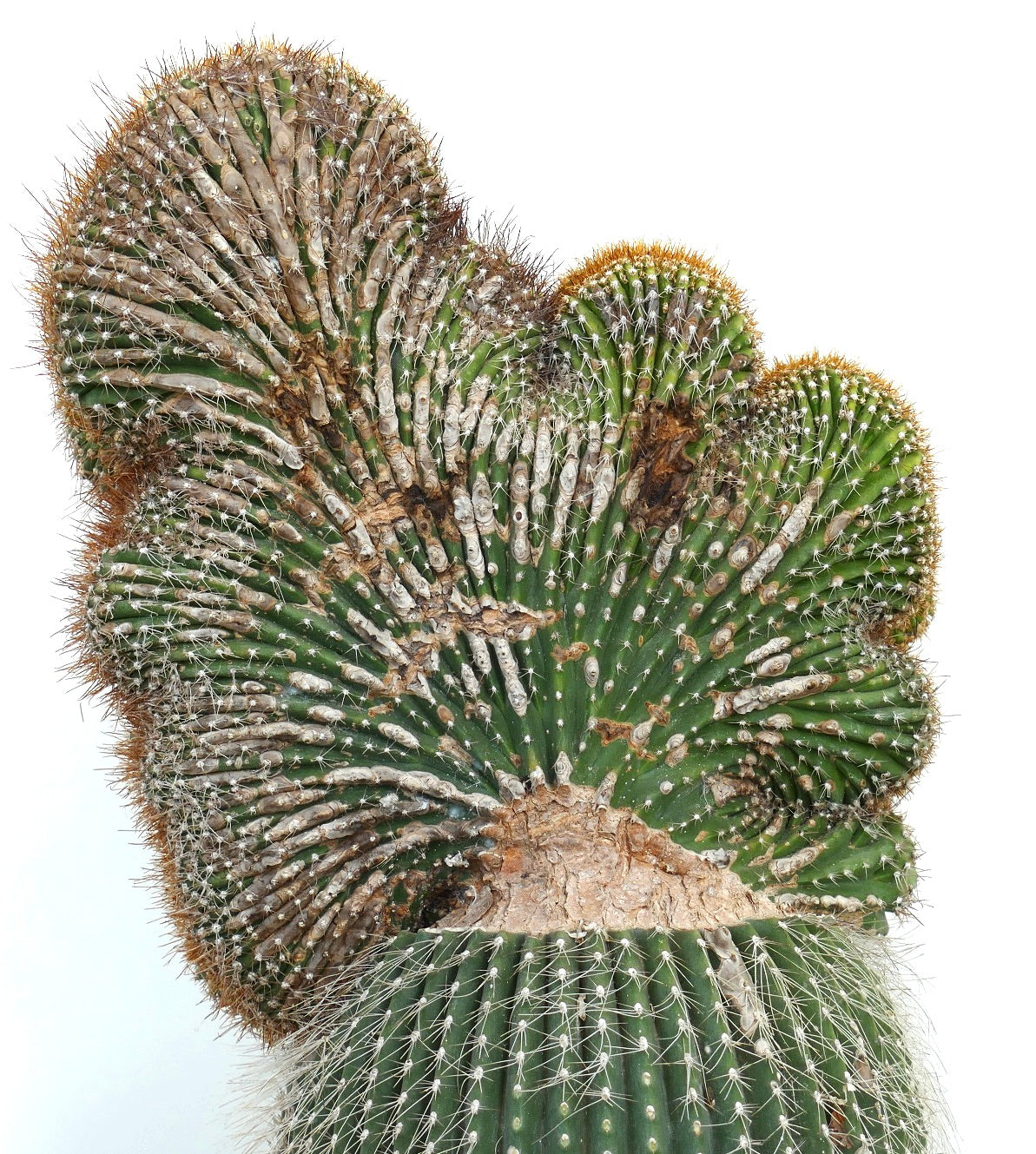 Carnegiea polylopha rare crested cactus with fan-shaped ribbed growth and sharp spines