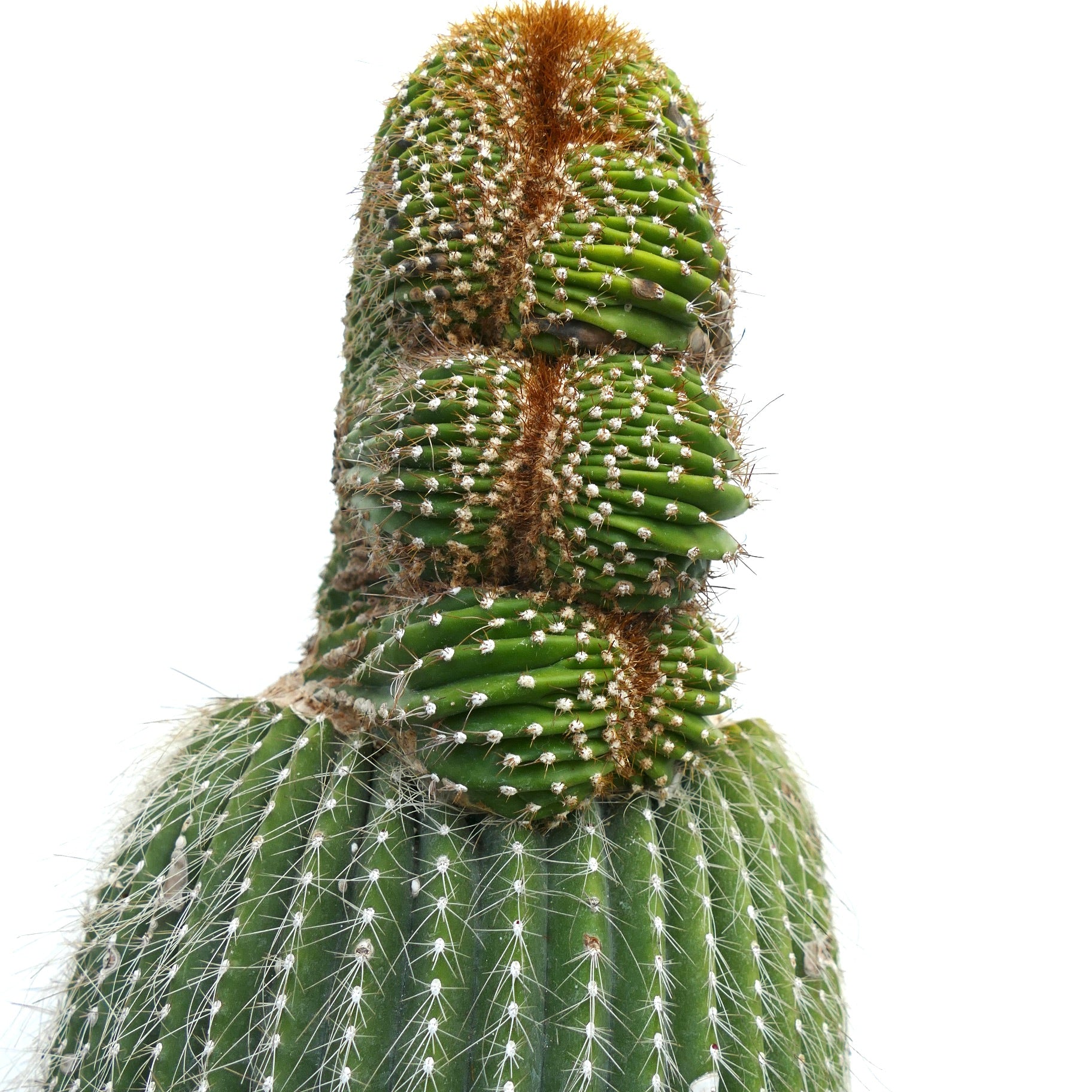 Carnegiea polylopha rare crested cactus with ribbed green stems and white spines