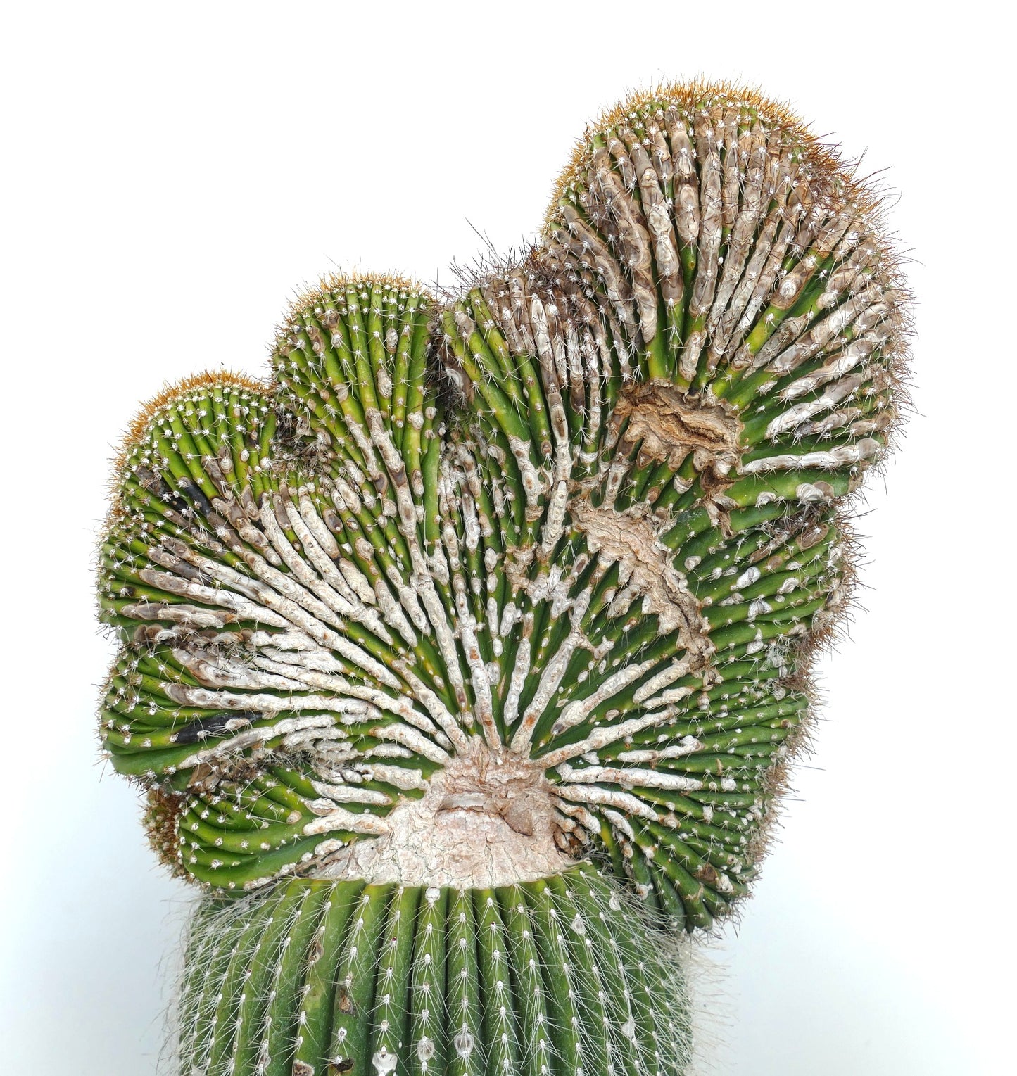 Carnegiea polylopha crested saguaro rare cactus with fan-shaped ribbed growth and spines