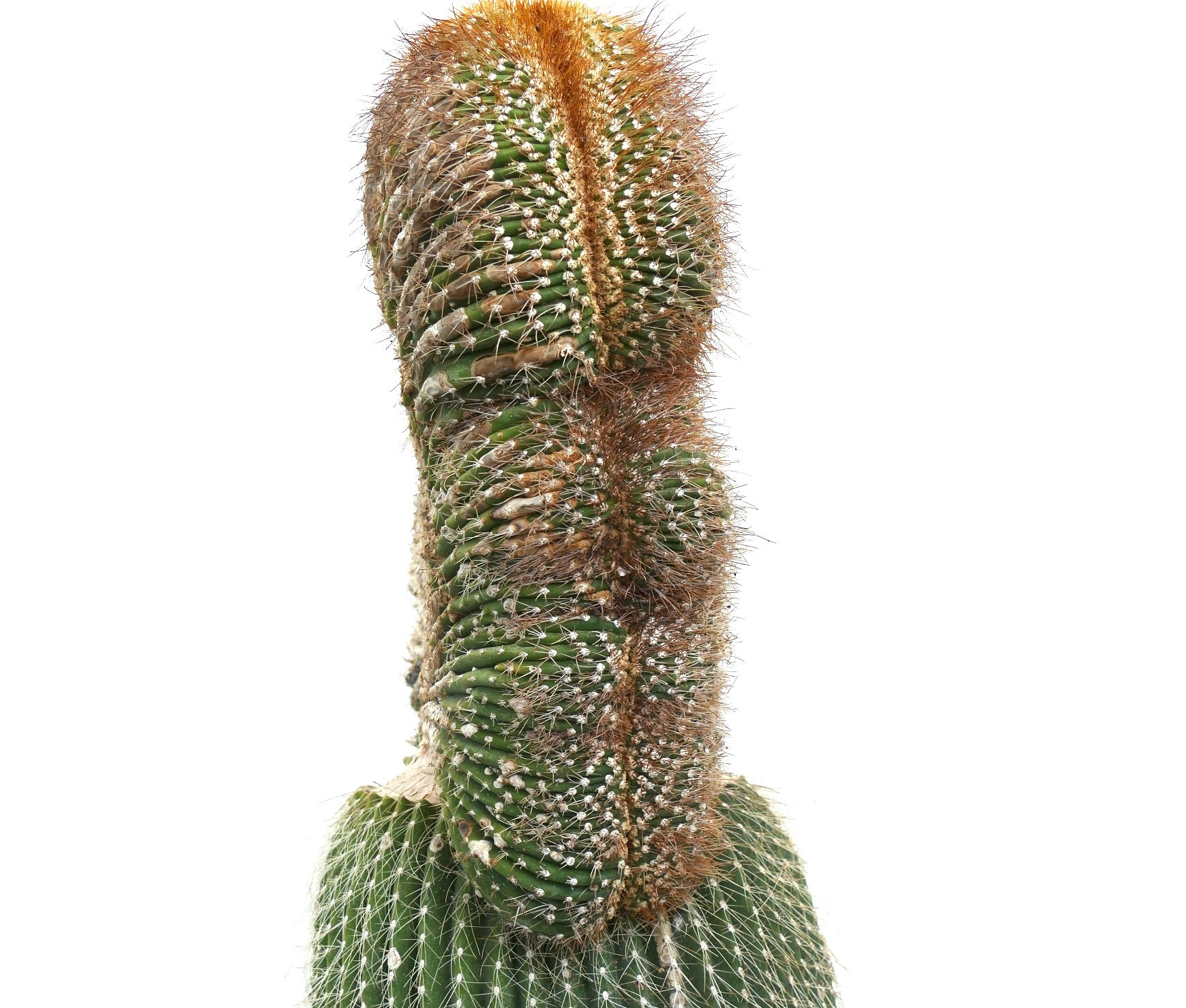 Carnegiea polylopha crested saguaro rare green cactus with dense brown spines and ribbed texture