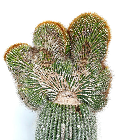 Carnegiea polylopha crested saguaro cactus with unique fan-shaped growth and dense spines