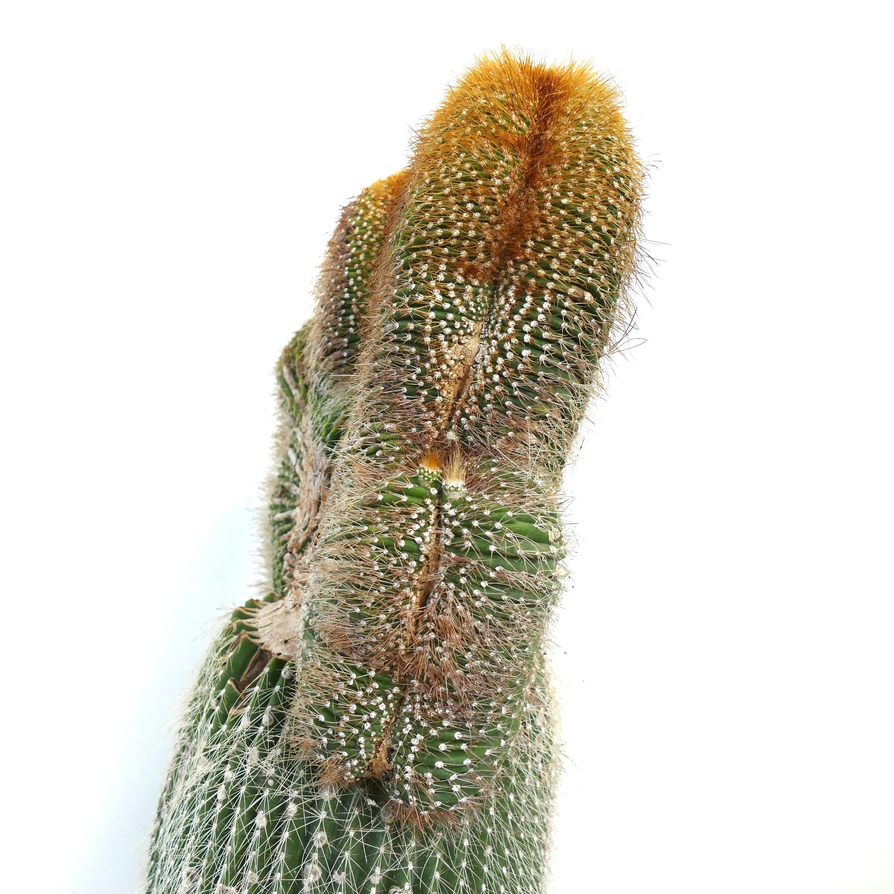 Carnegiea polylopha rare crested cactus with dense golden spines and textured ribs