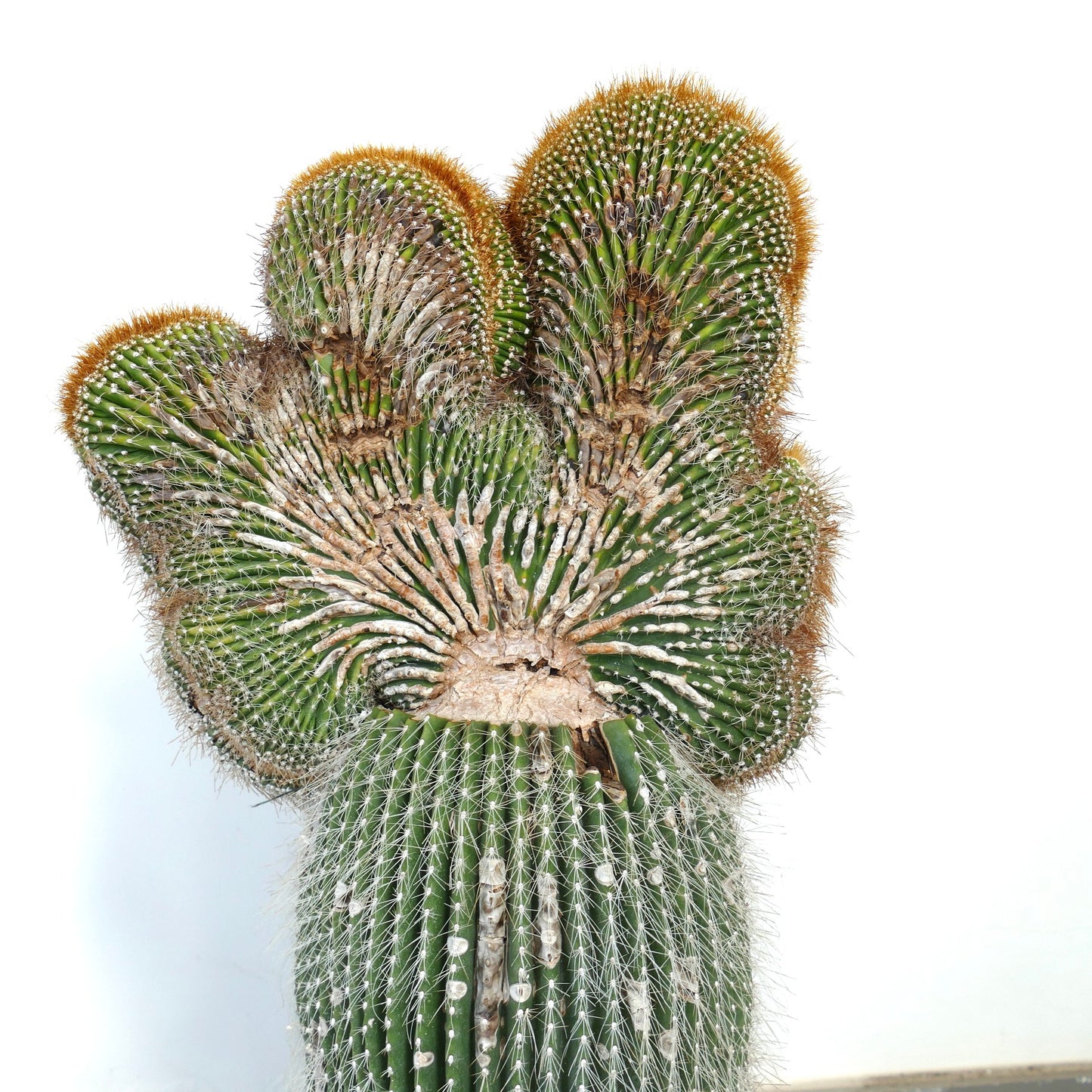 Carnegiea polylopha crested saguaro cactus with rare fan-shaped growth and dense spines