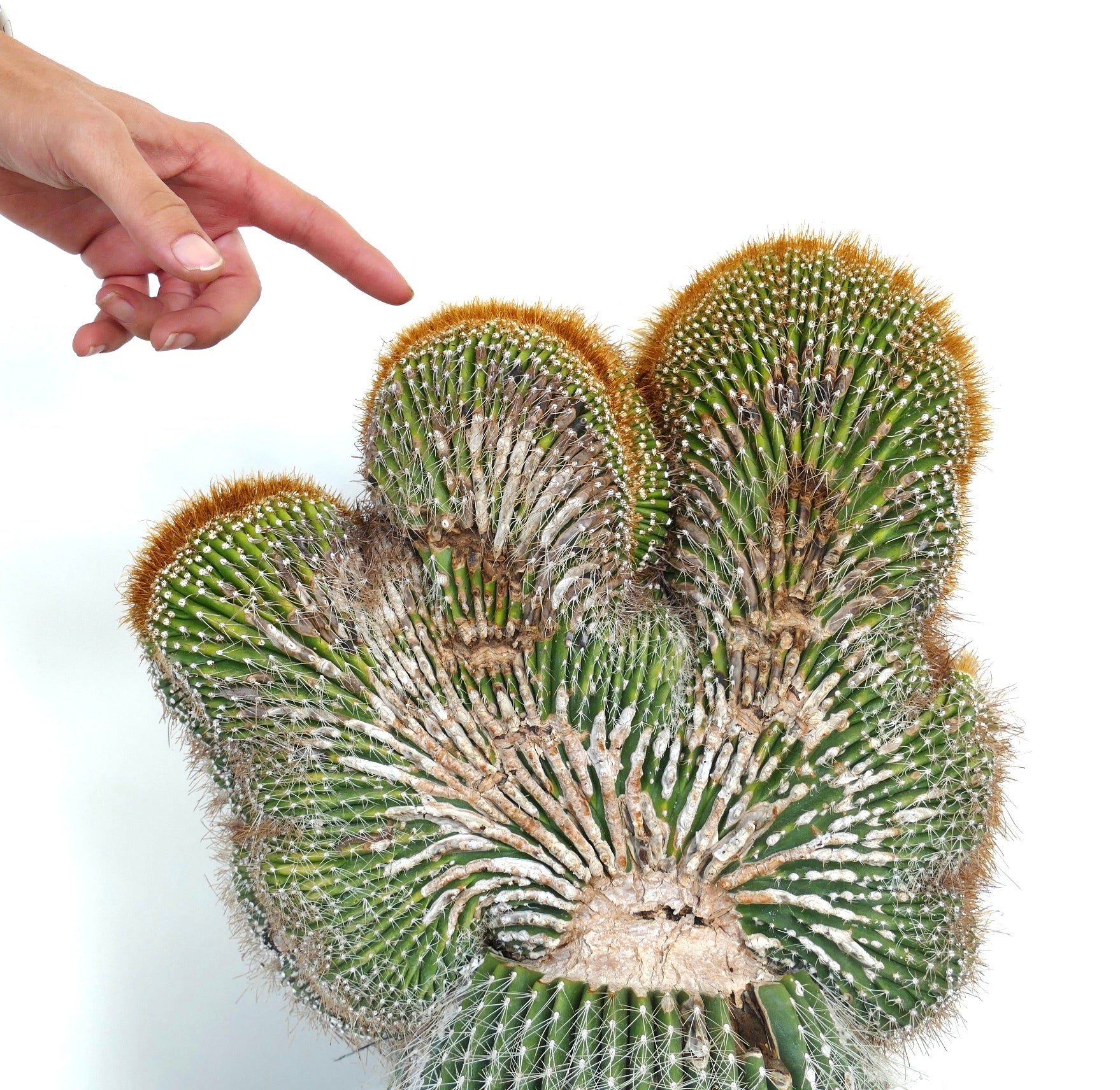 Carnegiea polylopha crested saguaro cactus with unique fan-shaped growth and golden spines