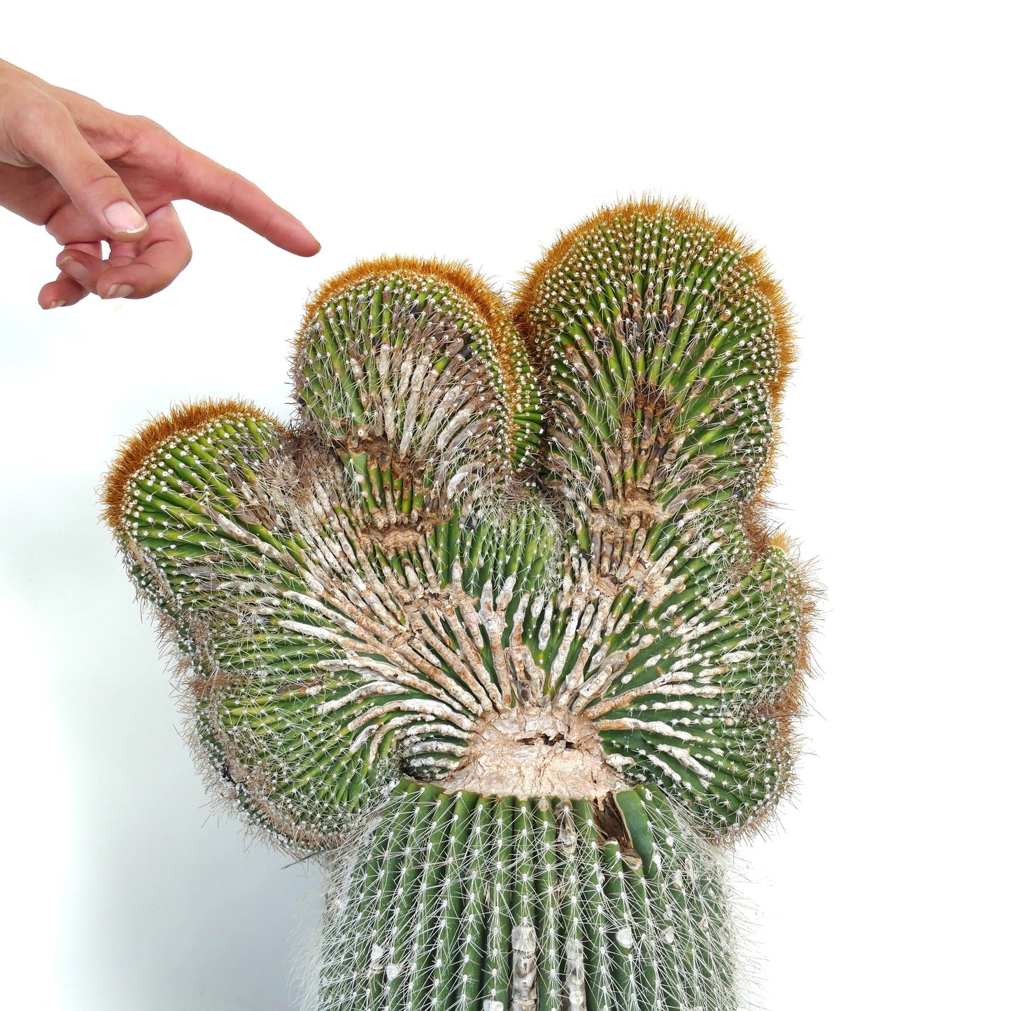 Carnegiea polylopha crested rare cactus with fan-shaped green ridges and golden spines