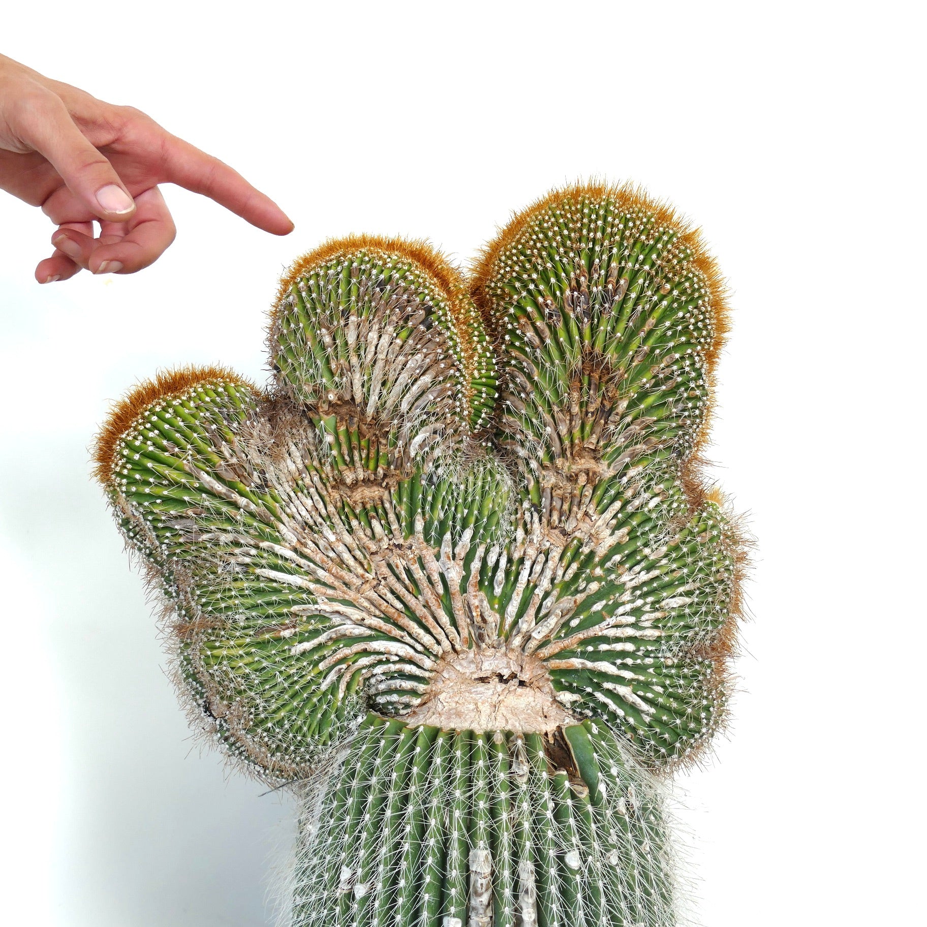 Carnegiea polylopha crested rare cactus with fan-shaped green ridges and golden spines