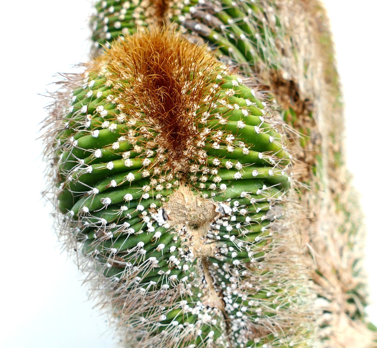 Carnegiea polylopha crested cactus with dense brown spines and ribbed green stem close-up