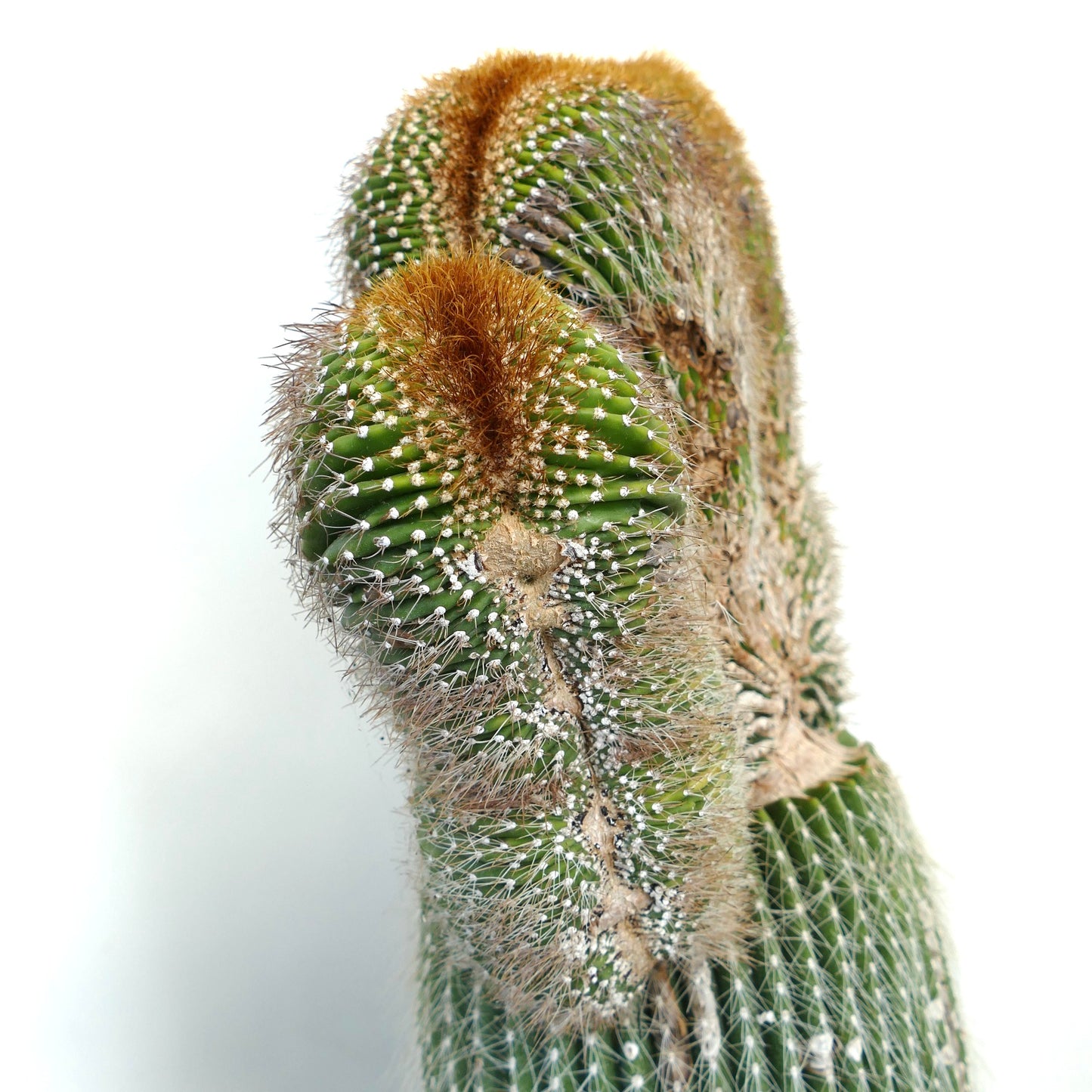 Carnegiea polylopha crested cactus with dense spines and unique ribbed growth pattern